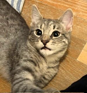 Enlarge Snickers, a ADOPTABLE Domestic Short Hair in Wayland, MA image 4/6