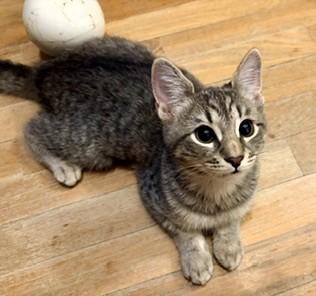 Enlarge Snickers, a ADOPTABLE Domestic Short Hair in Wayland, MA image 2/6