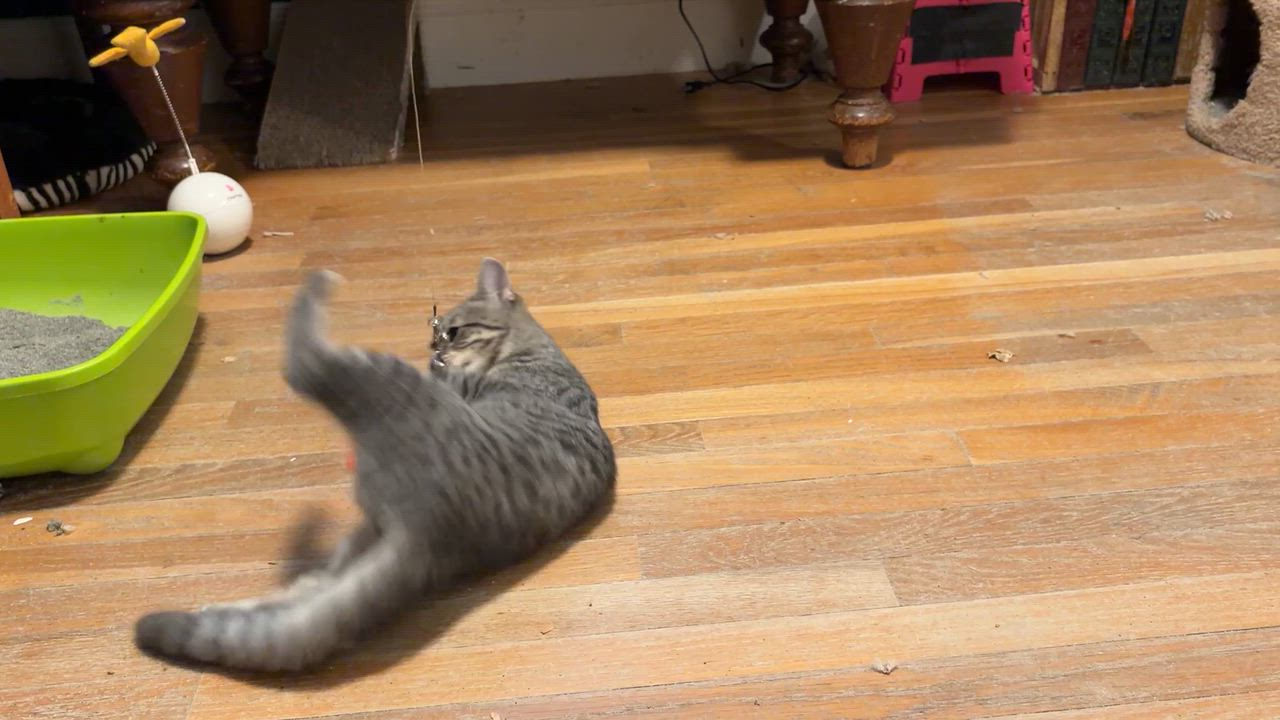 Enlarge Snickers, a ADOPTABLE Domestic Short Hair in Wayland, MA video 6/6