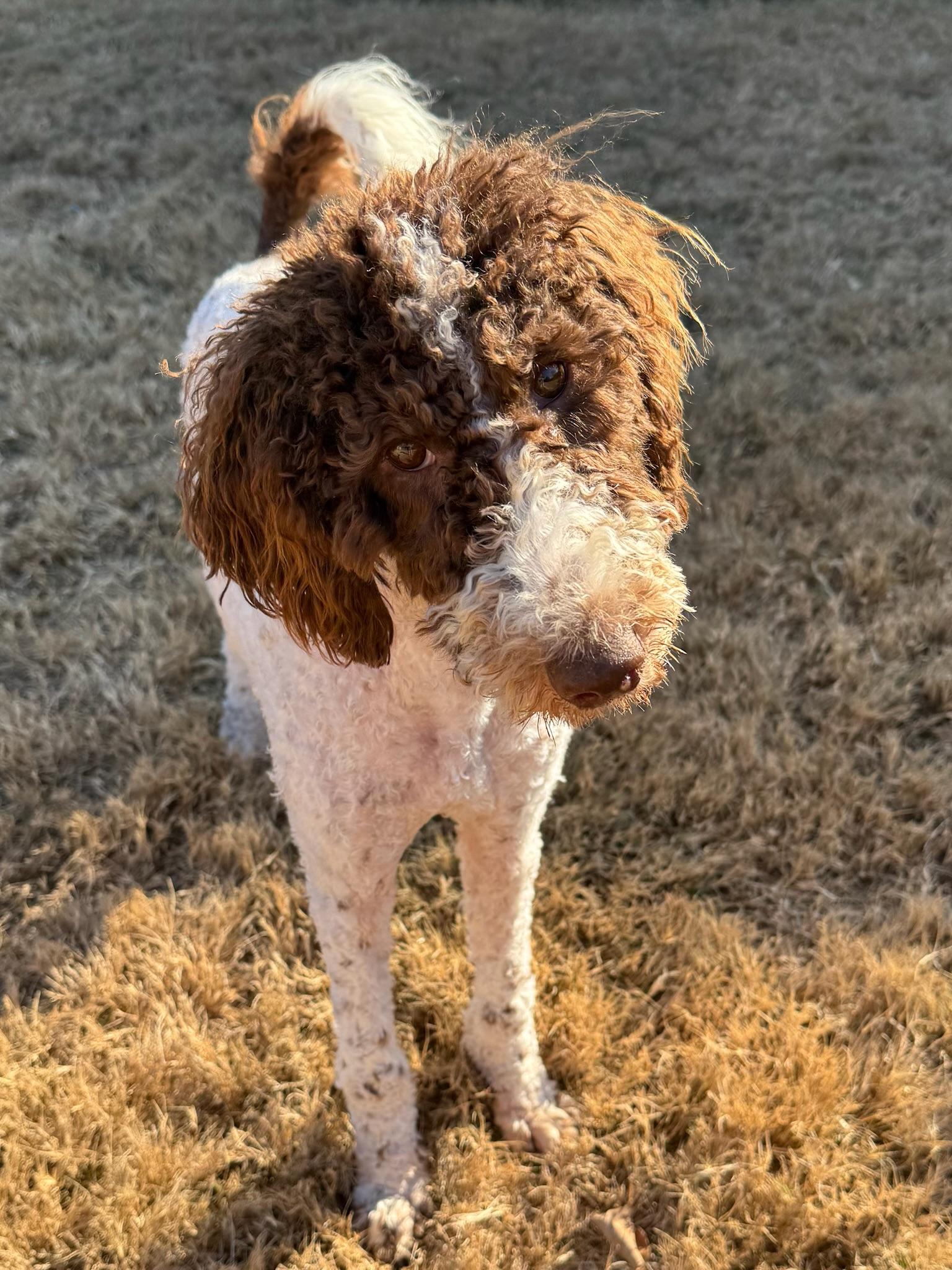 Enlarge Bailey, a Adoptable Standard Poodle in Monroeville , PA image 1/6
