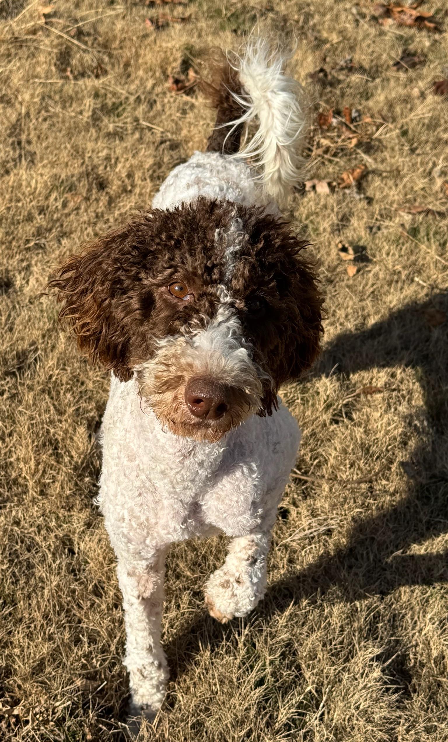 Enlarge Bailey, a Adoptable Standard Poodle in Monroeville , PA image 2/6