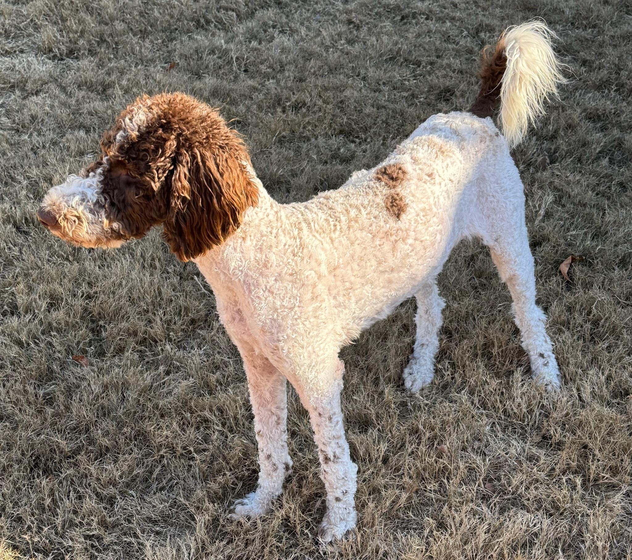 Enlarge Bailey, a Adoptable Standard Poodle in Monroeville , PA image 5/6