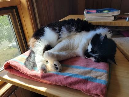 Enlarge Pippa, a Adoptable Domestic Medium Hair in Cranbrook, BC image 3/3