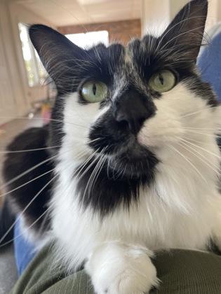 Enlarge Pippa, a Adoptable Domestic Medium Hair in Cranbrook, BC image 2/3