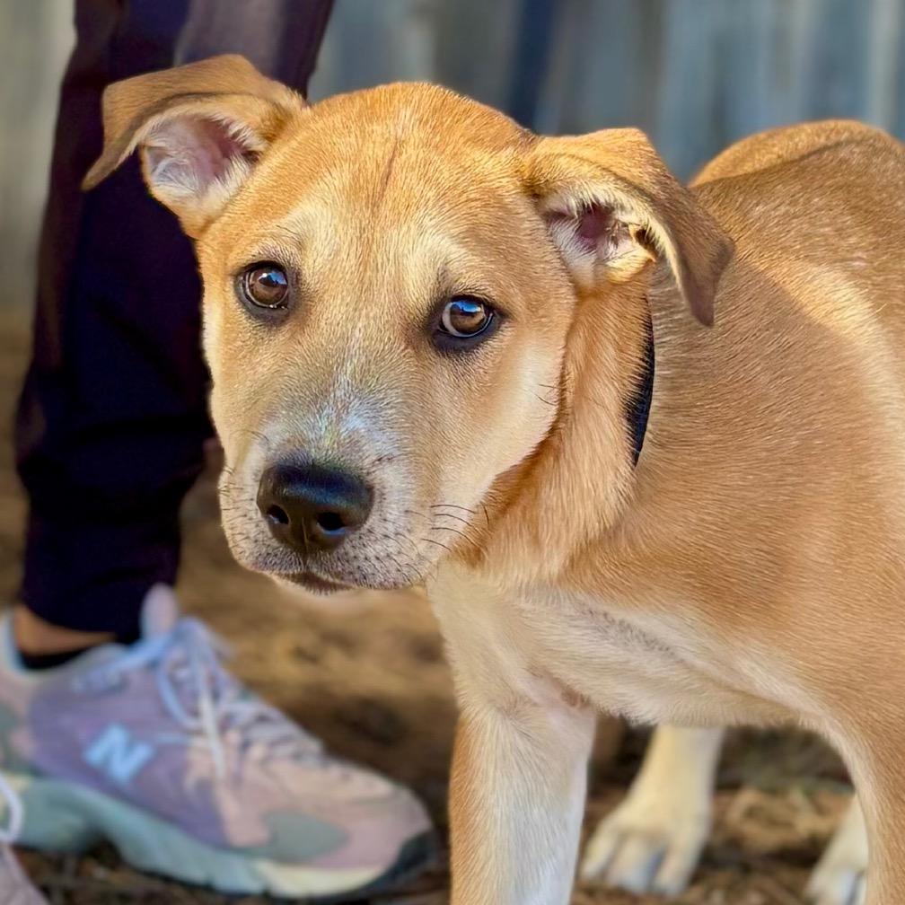 FWT Kenny (Tank), Adoptable, Young Male Mixed Breed.