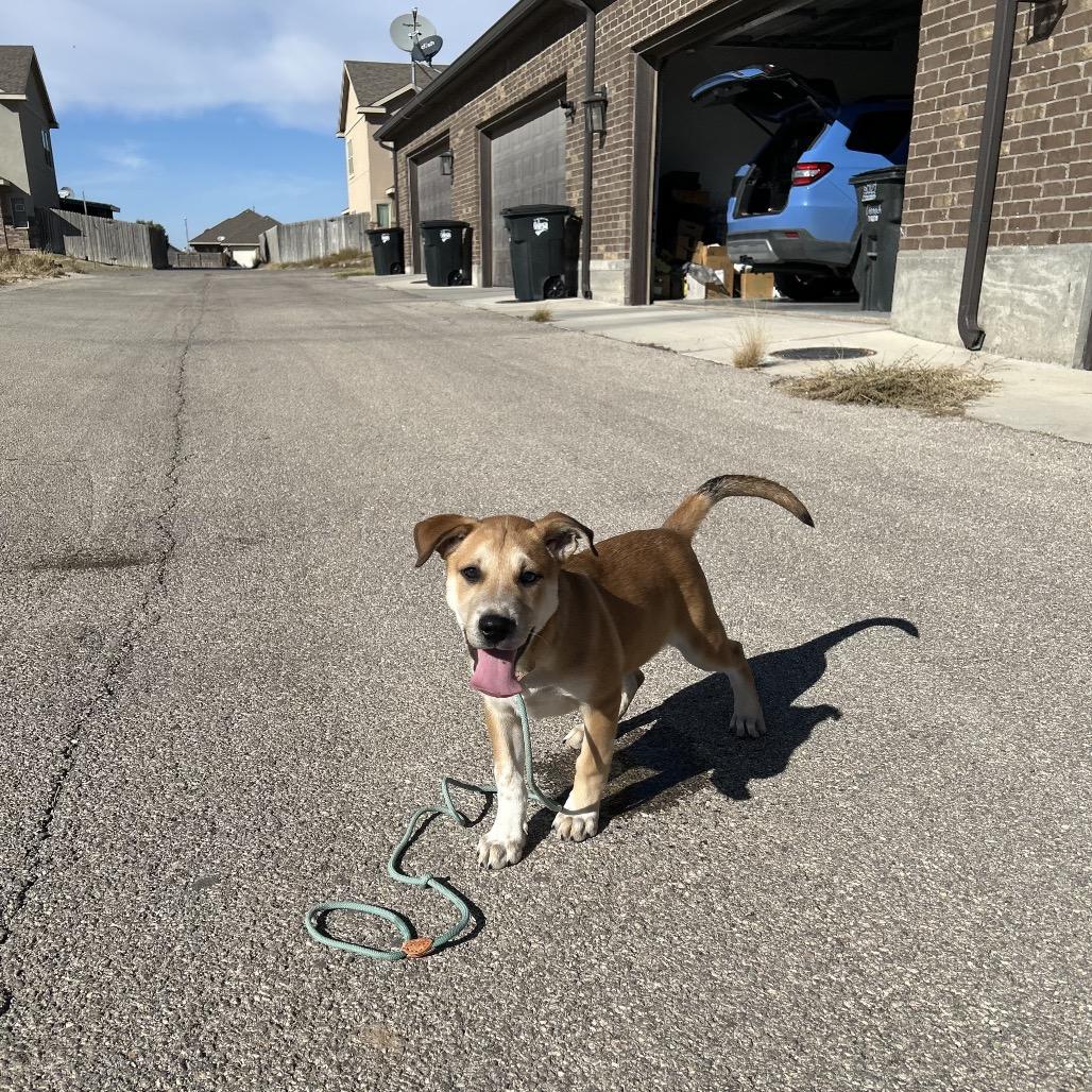 Enlarge FWT Kenny (Tank), a Adoptable Mixed Breed in Midland, TX image 2/3
