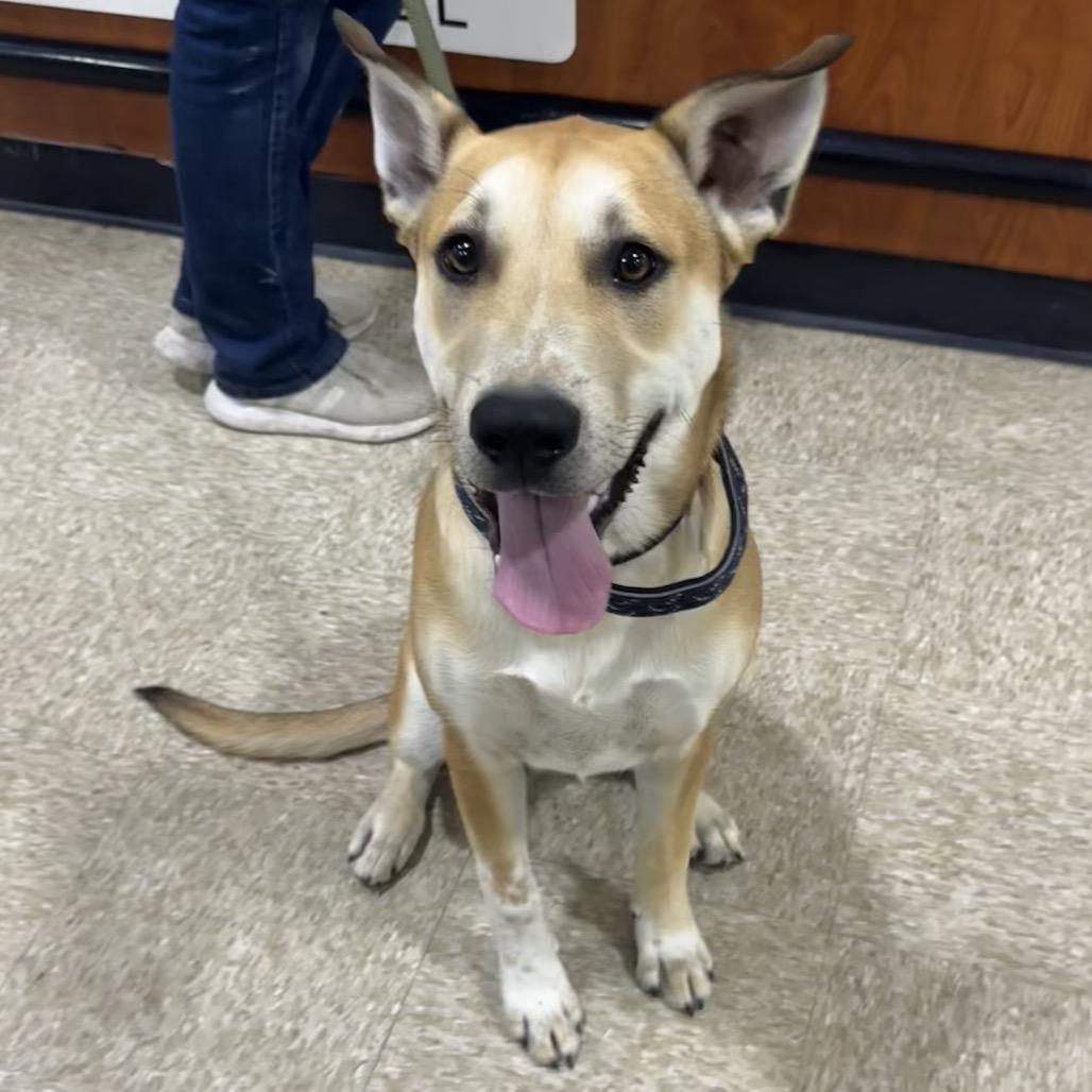 Enlarge FWT Kenny (Tank), a Adoptable Mixed Breed in Midland, TX image 3/3