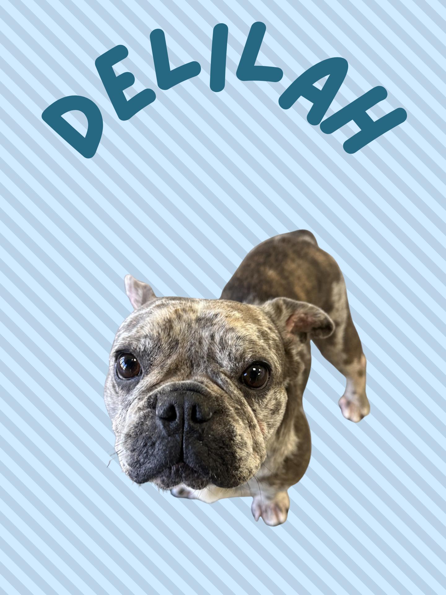 Delilah, Adoptable, Adult Female French Bulldog.