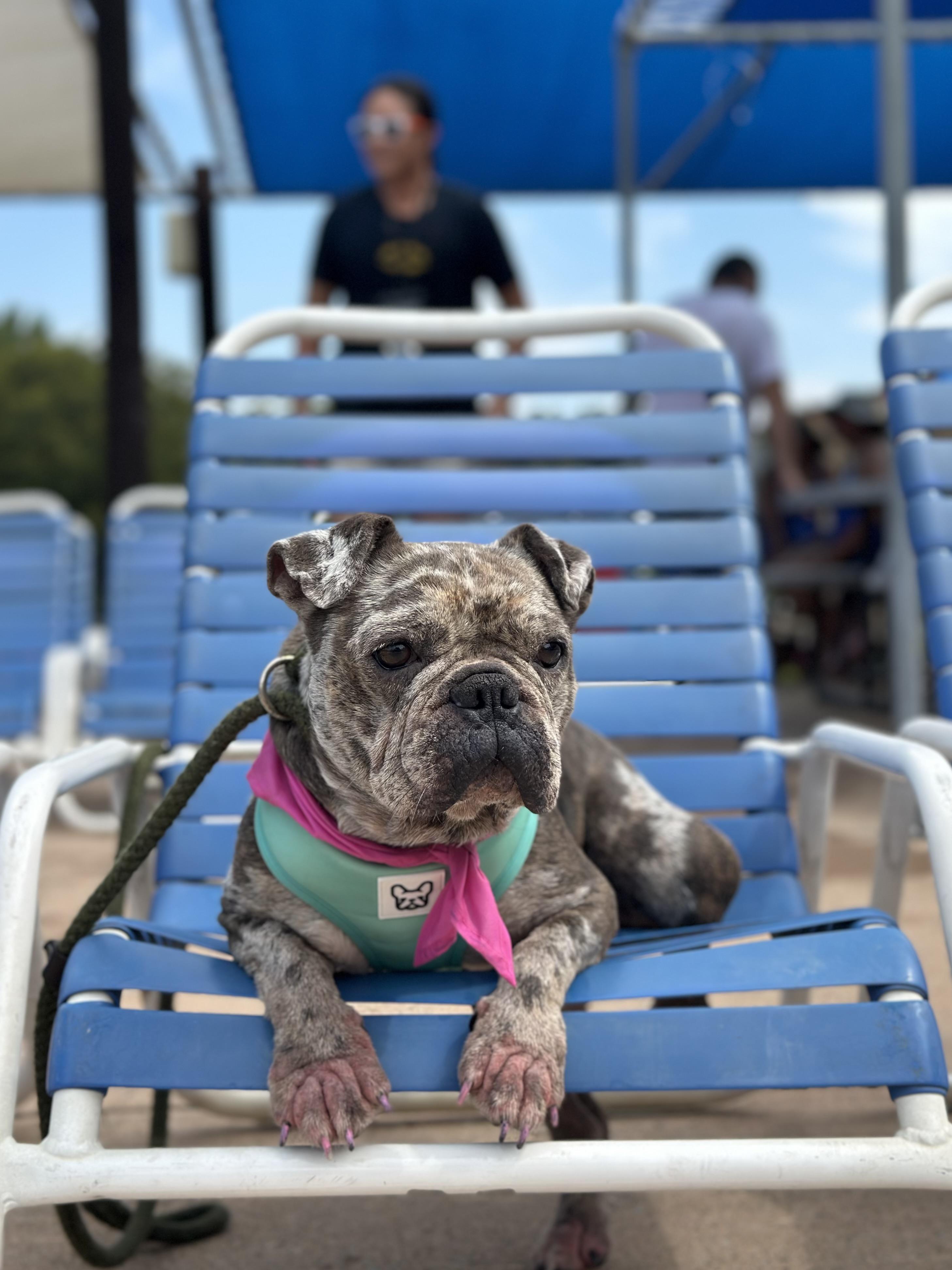 Enlarge Delilah, a Adoptable French Bulldog in Garland, TX image 2/5