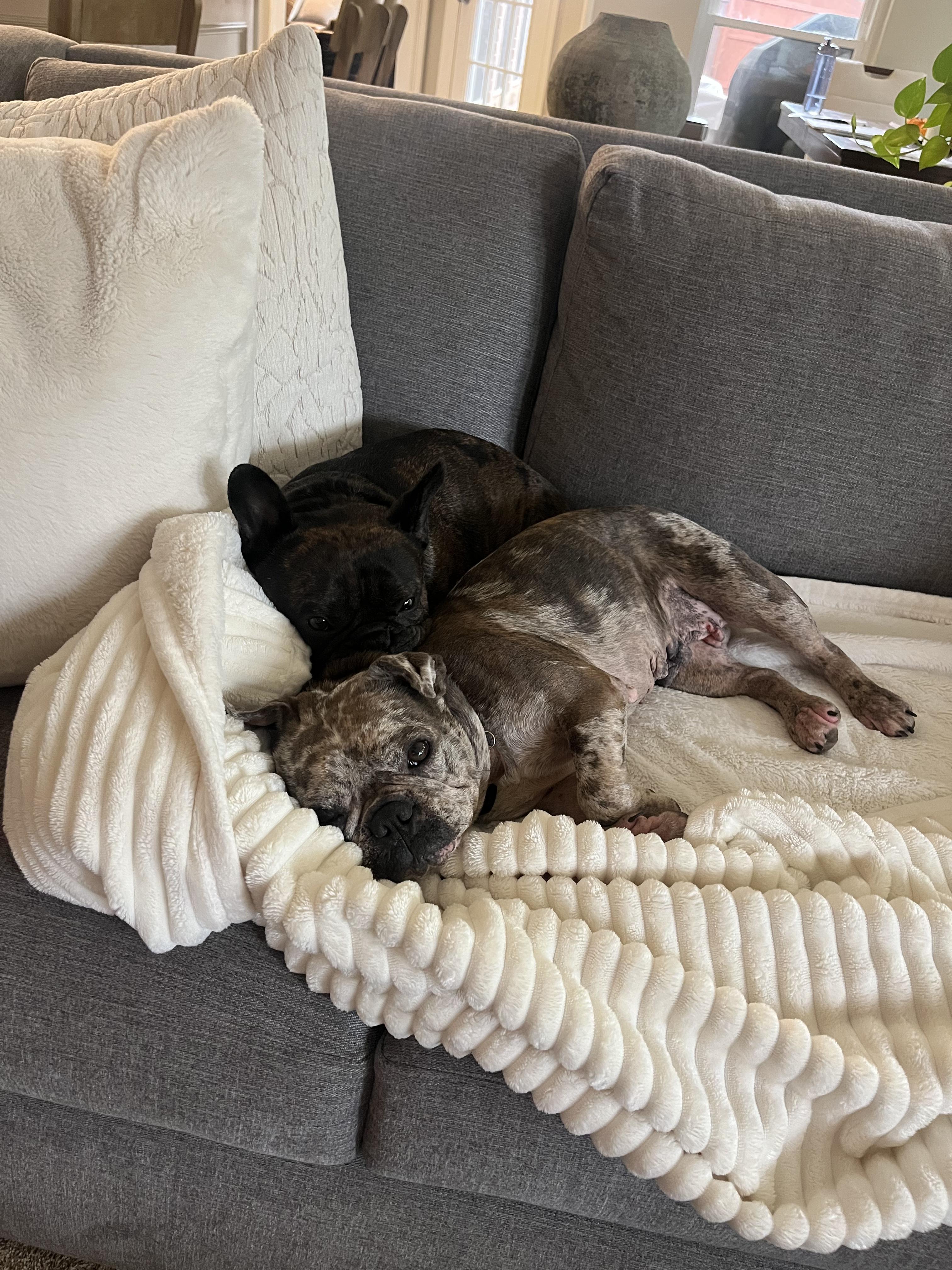 Enlarge Delilah, a Adoptable French Bulldog in Garland, TX image 3/5