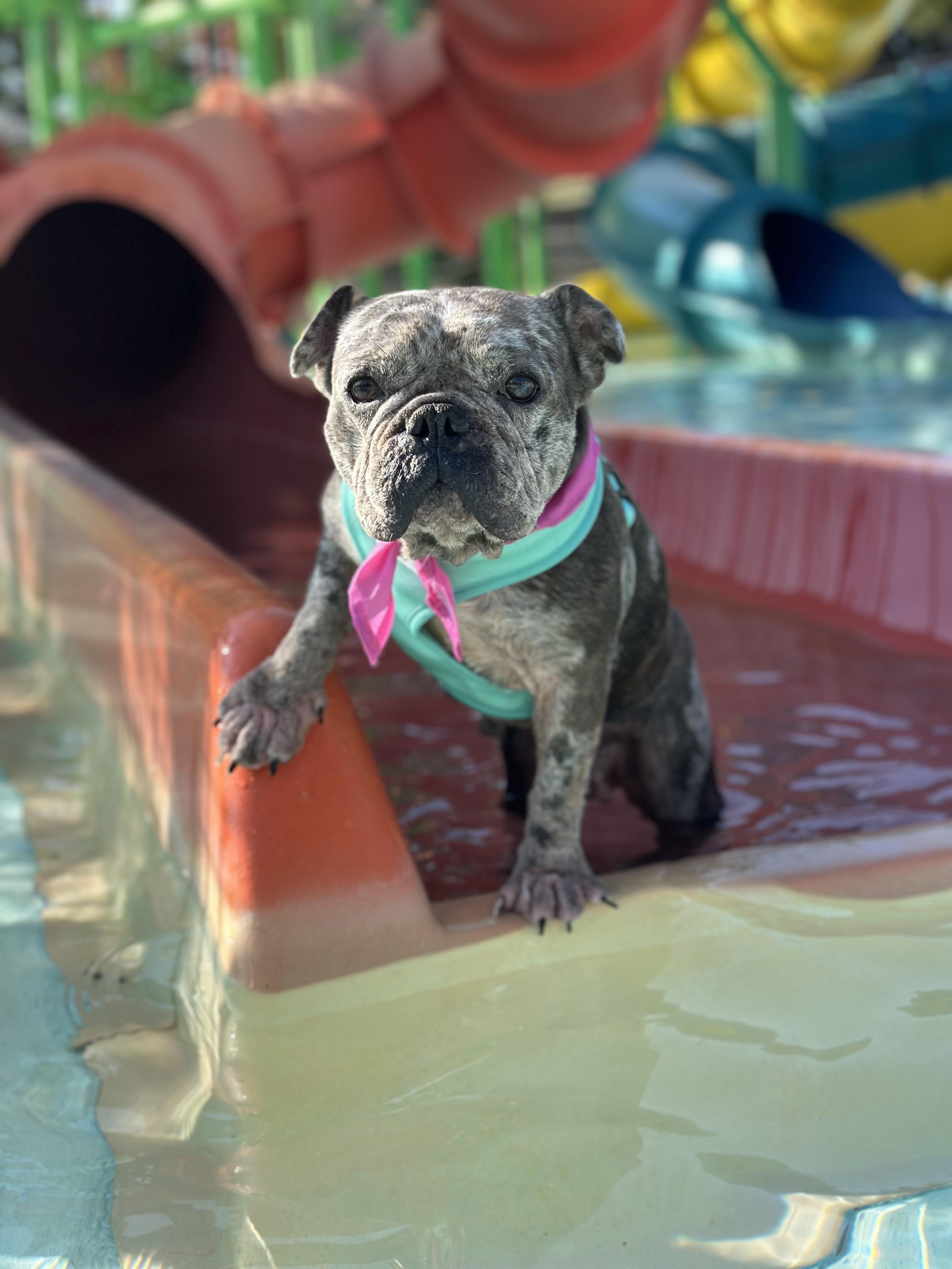 Enlarge Delilah, a Adoptable French Bulldog in Garland, TX image 4/5