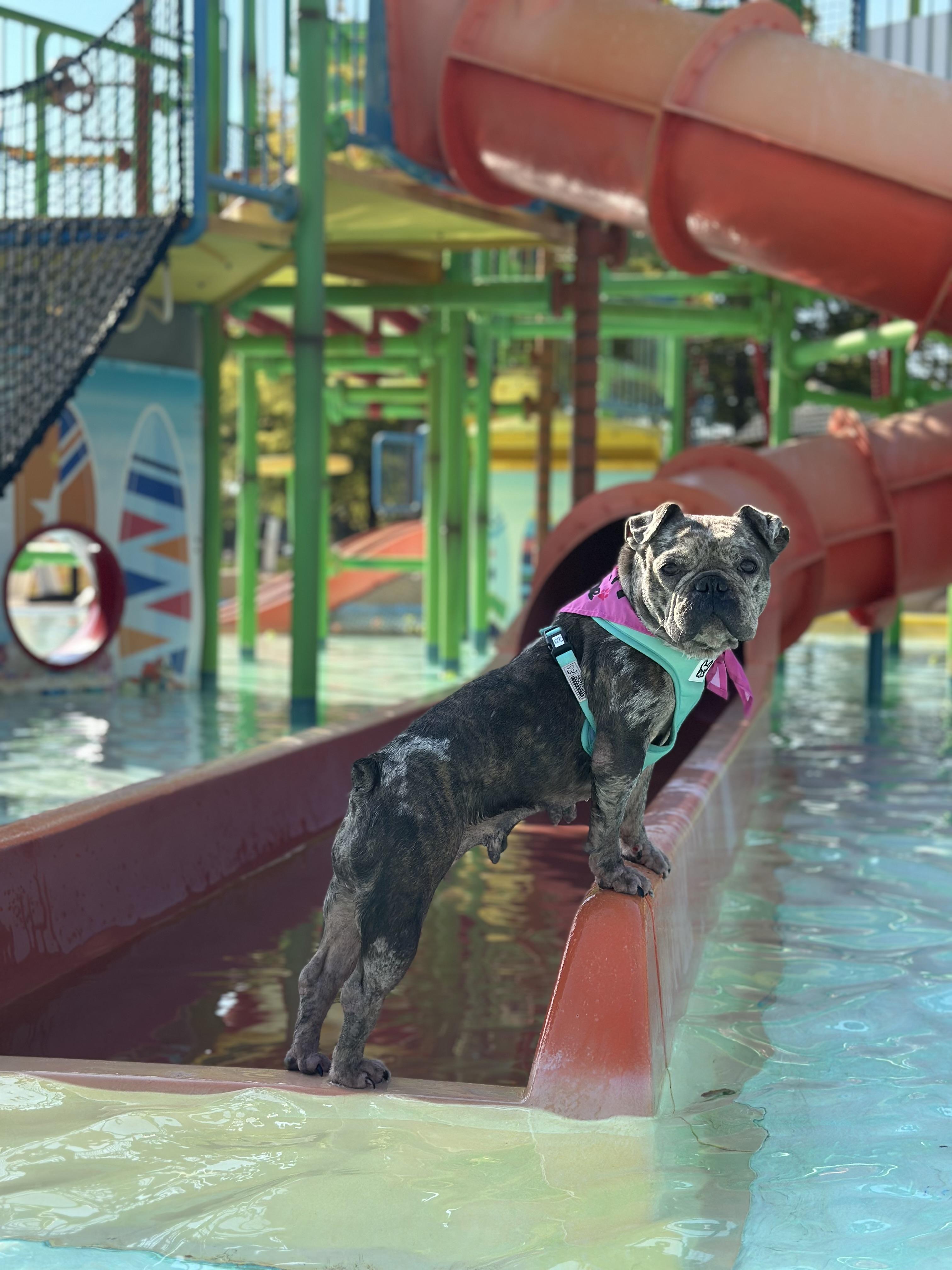 Enlarge Delilah, a Adoptable French Bulldog in Garland, TX image 5/5