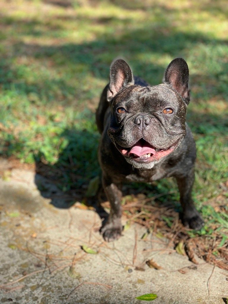 Bobo, Senior Male French Bulldog