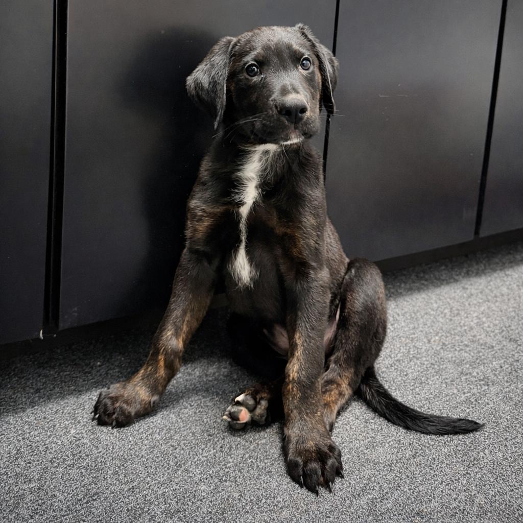 Enlarge Junior, a Adopted mixed breed in Garland, TX image 2/5