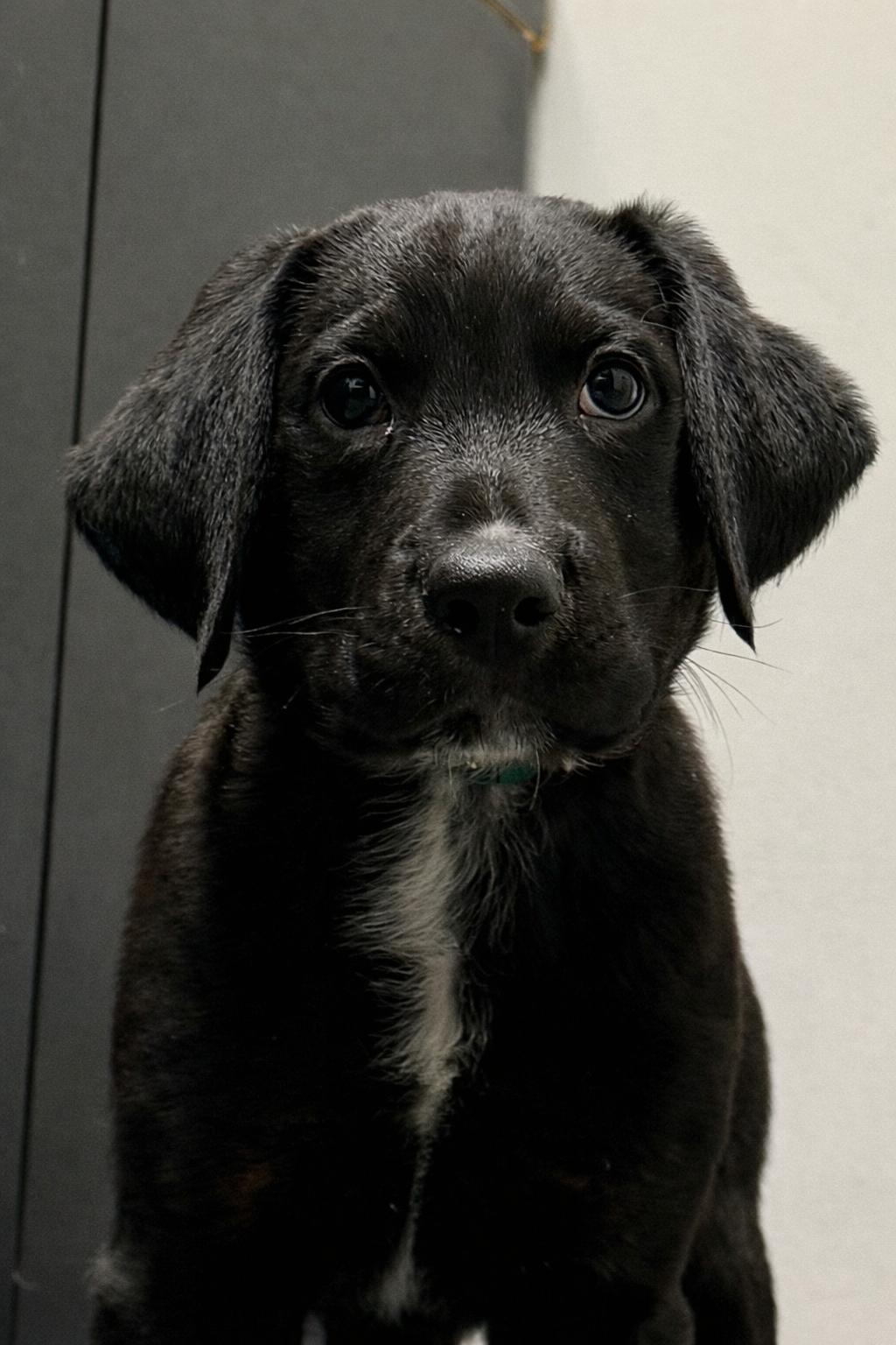 Enlarge Junior, a Adopted mixed breed in Garland, TX image 3/5