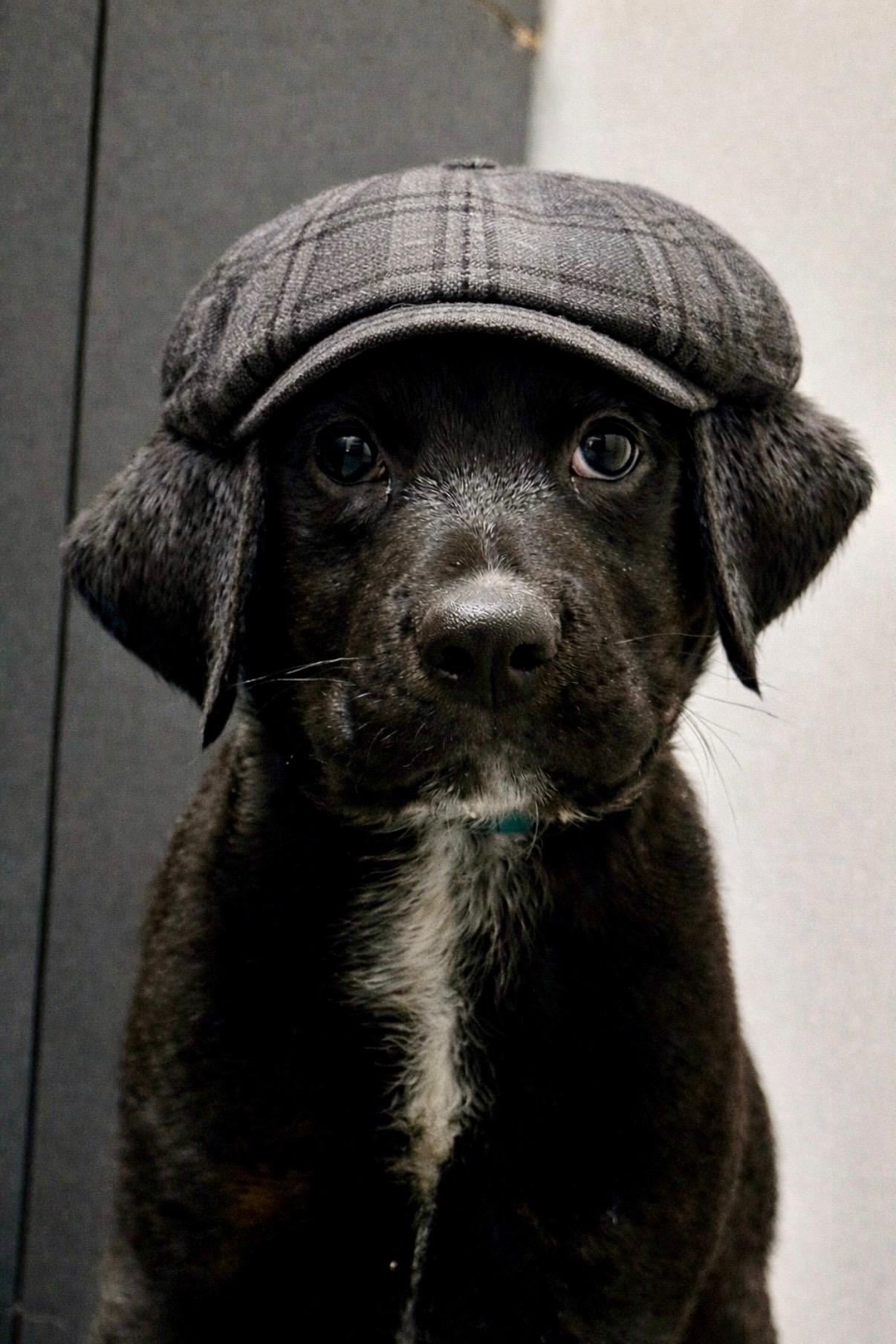 Enlarge Junior, a Adopted mixed breed in Garland, TX image 4/5