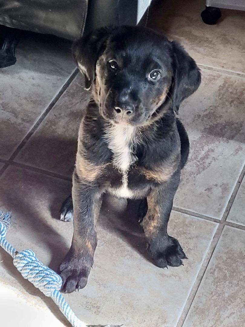 Enlarge Junior, a Adopted mixed breed in Garland, TX image 5/5