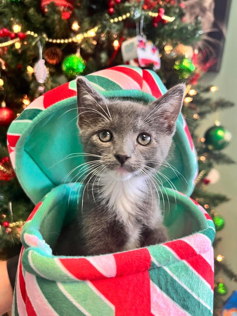 Hooch, Adoptable, Adult Male Domestic Short Hair.