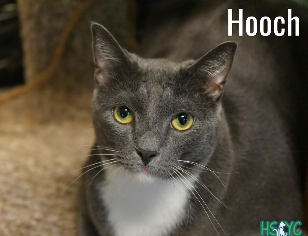 Hooch, Adoptable, Adult Male Domestic Short Hair.