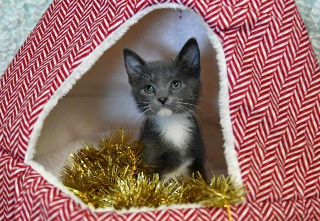 Hooch, a Adoptable mixed breed in Fort Mill, SC image 3/6