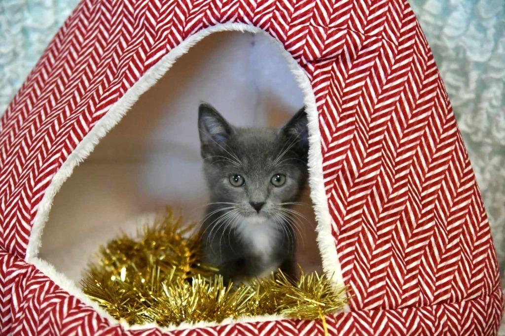 Hooch, a Adoptable mixed breed in Fort Mill, SC image 4/6