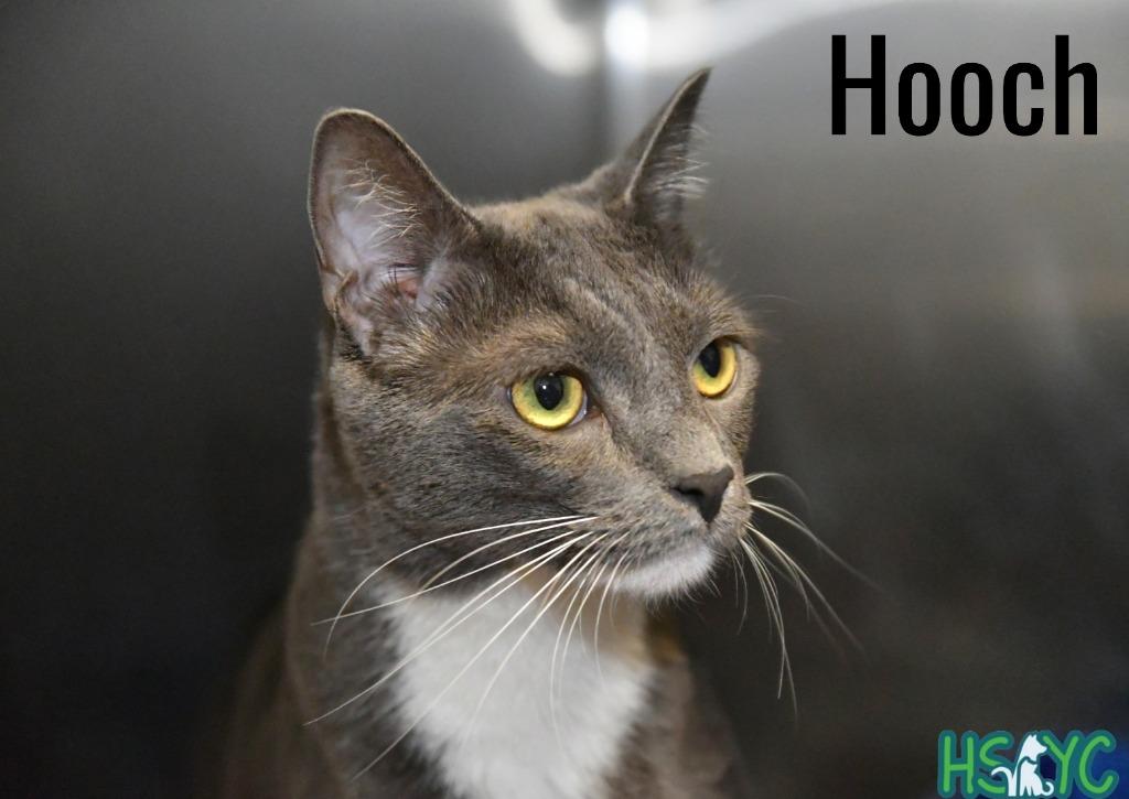 Hooch, a Adoptable mixed breed in Fort Mill, SC image 5/6