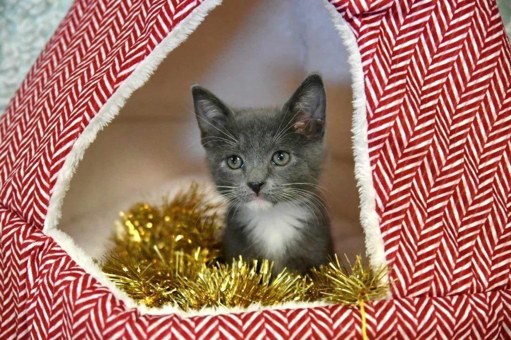 Hooch, a Adoptable mixed breed in Fort Mill, SC image 6/6