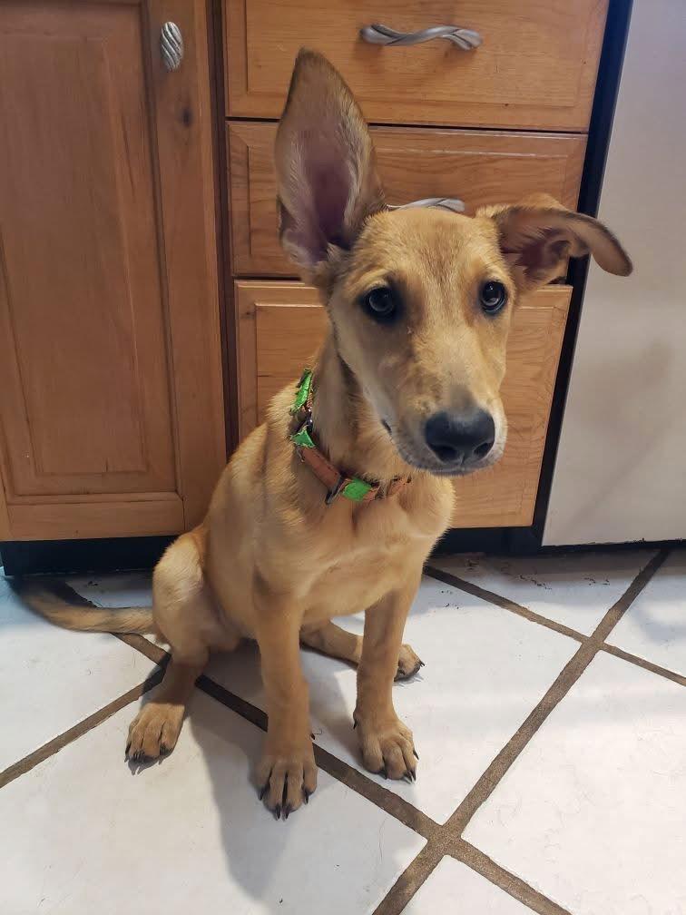 Enlarge Henrika, a Adoptable German Shepherd Dog in Sarasota, FL image 1/3