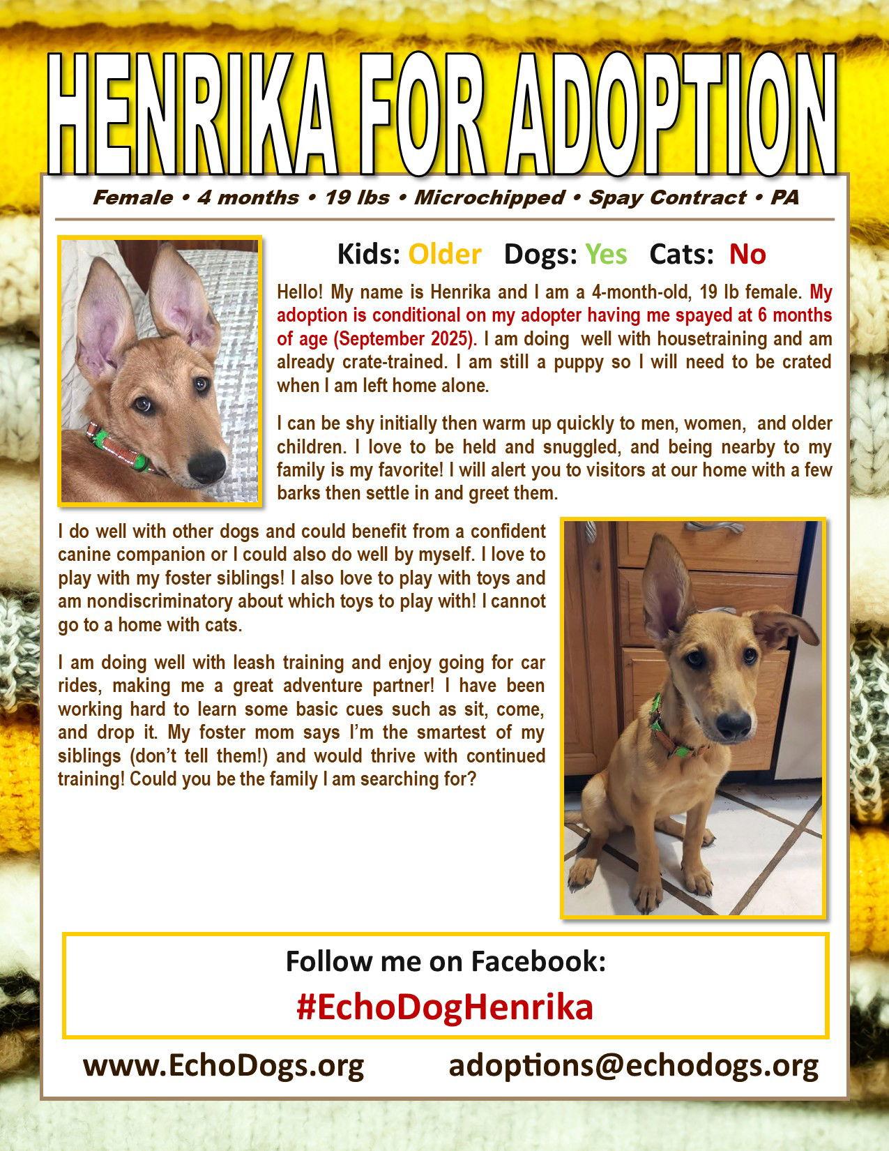 Enlarge Henrika, a Adoptable German Shepherd Dog in Sarasota, FL image 2/3