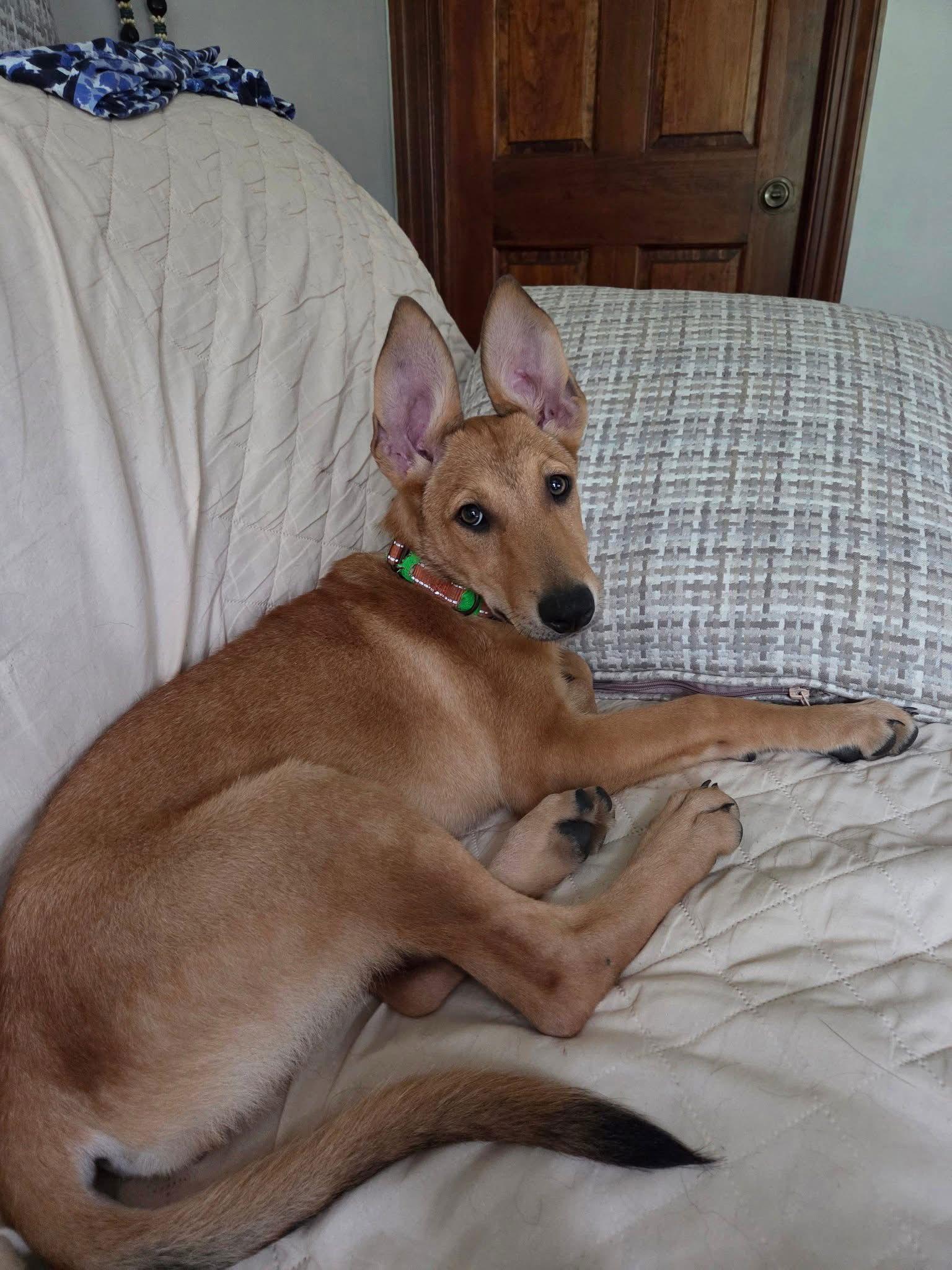 Enlarge Henrika, a Adoptable German Shepherd Dog in Sarasota, FL image 3/3