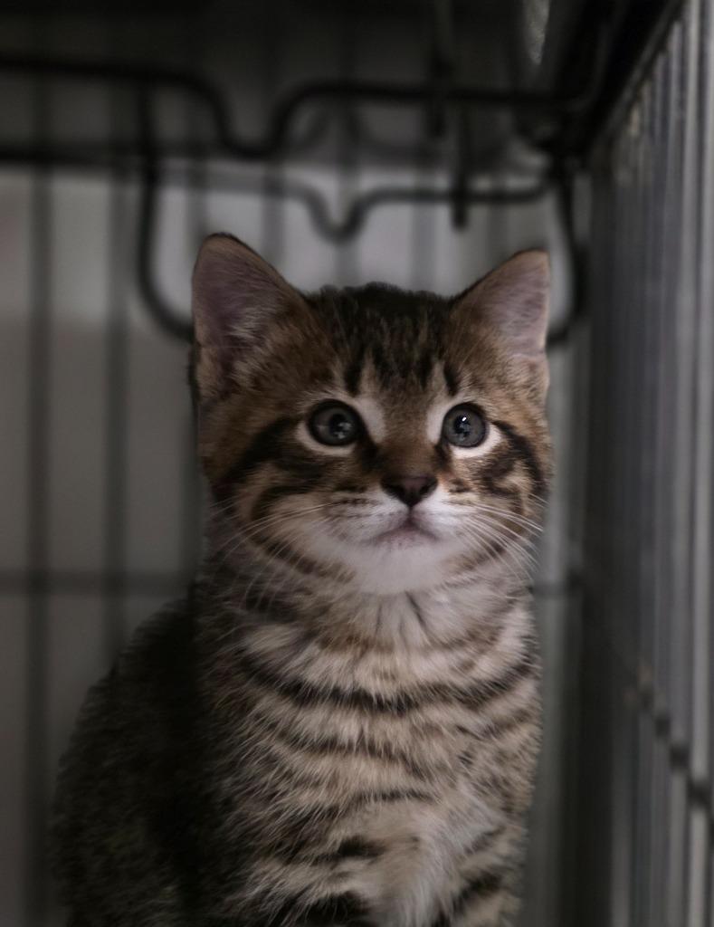 Kernstock, Adoptable, Kitten Male Domestic Short Hair.