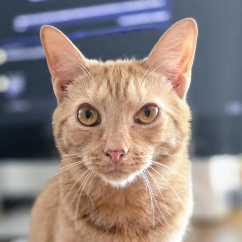 Xavier, Adoptable, Kitten Male Tabby & Domestic Short Hair.