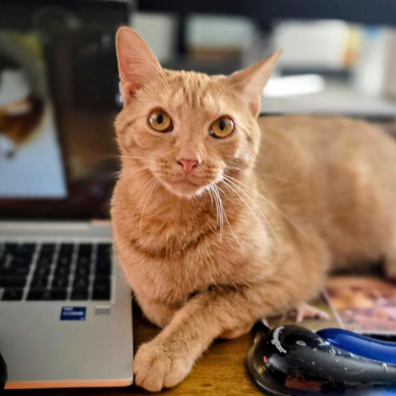 Enlarge Xavier, a Adoptable mixed breed in Harrisburg, PA image 3/6