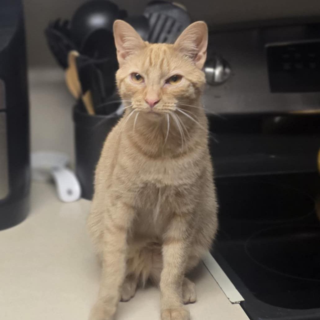 Enlarge Xavier, a Adoptable mixed breed in Harrisburg, PA image 2/6