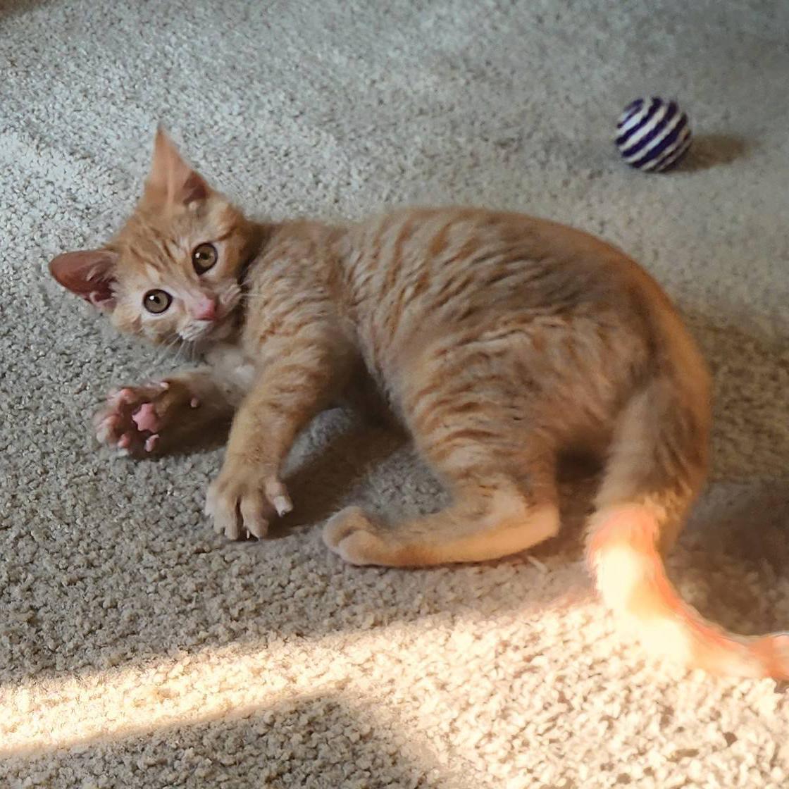 Enlarge Xavier, a Adoptable mixed breed in Harrisburg, PA image 3/6