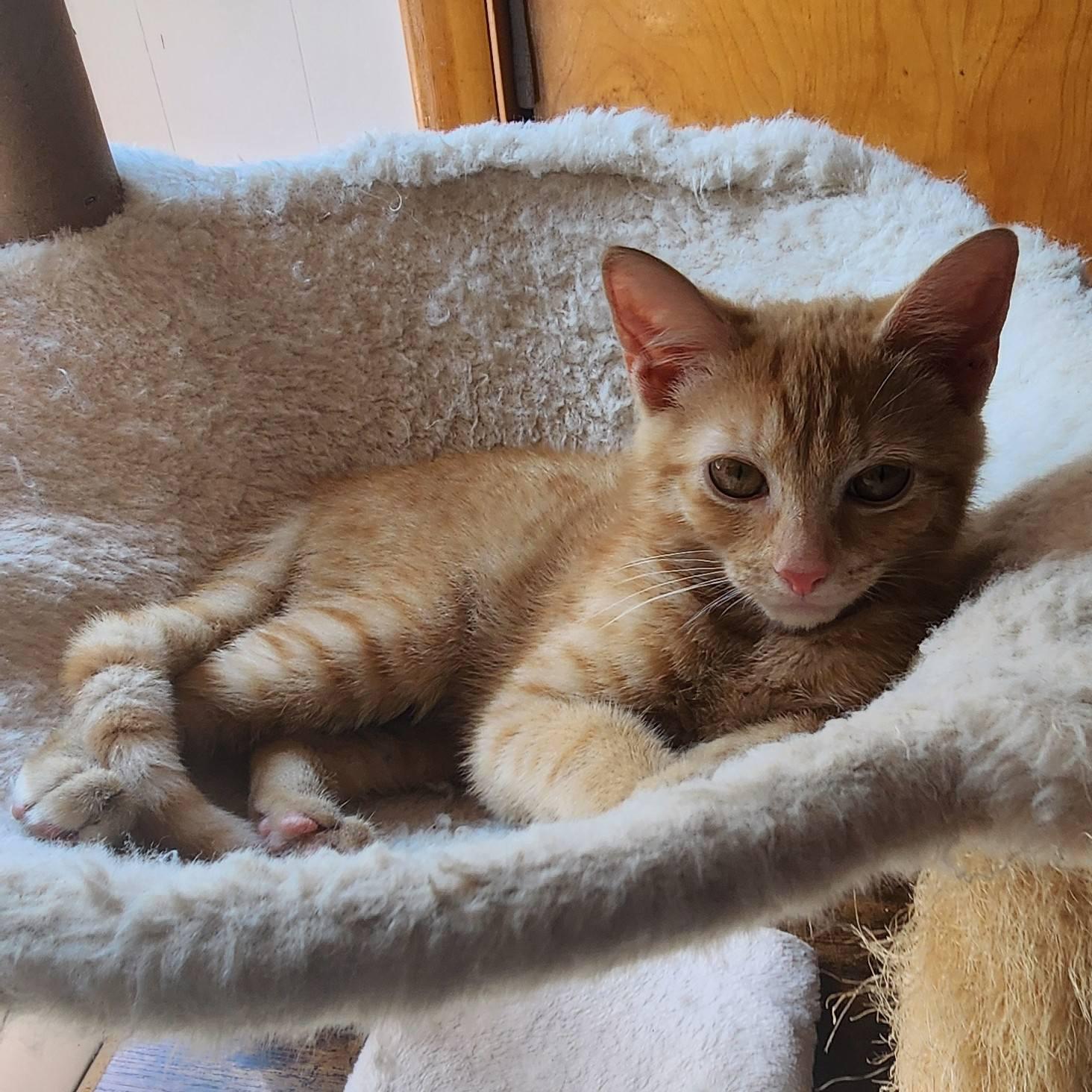 Enlarge Xavier, a Adoptable mixed breed in Harrisburg, PA image 4/6