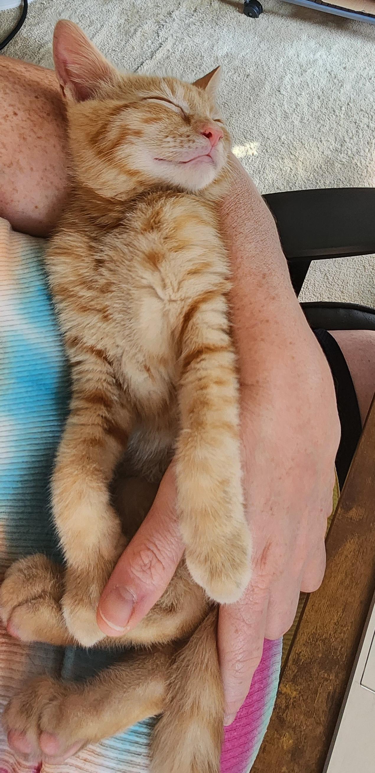 Enlarge Xavier, a Adoptable mixed breed in Harrisburg, PA image 6/6