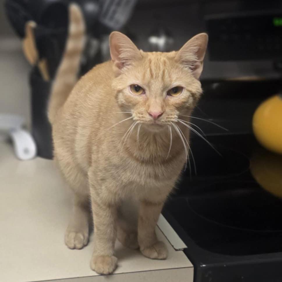 Xavier, Adoptable, Kitten Male Tabby & Domestic Short Hair.