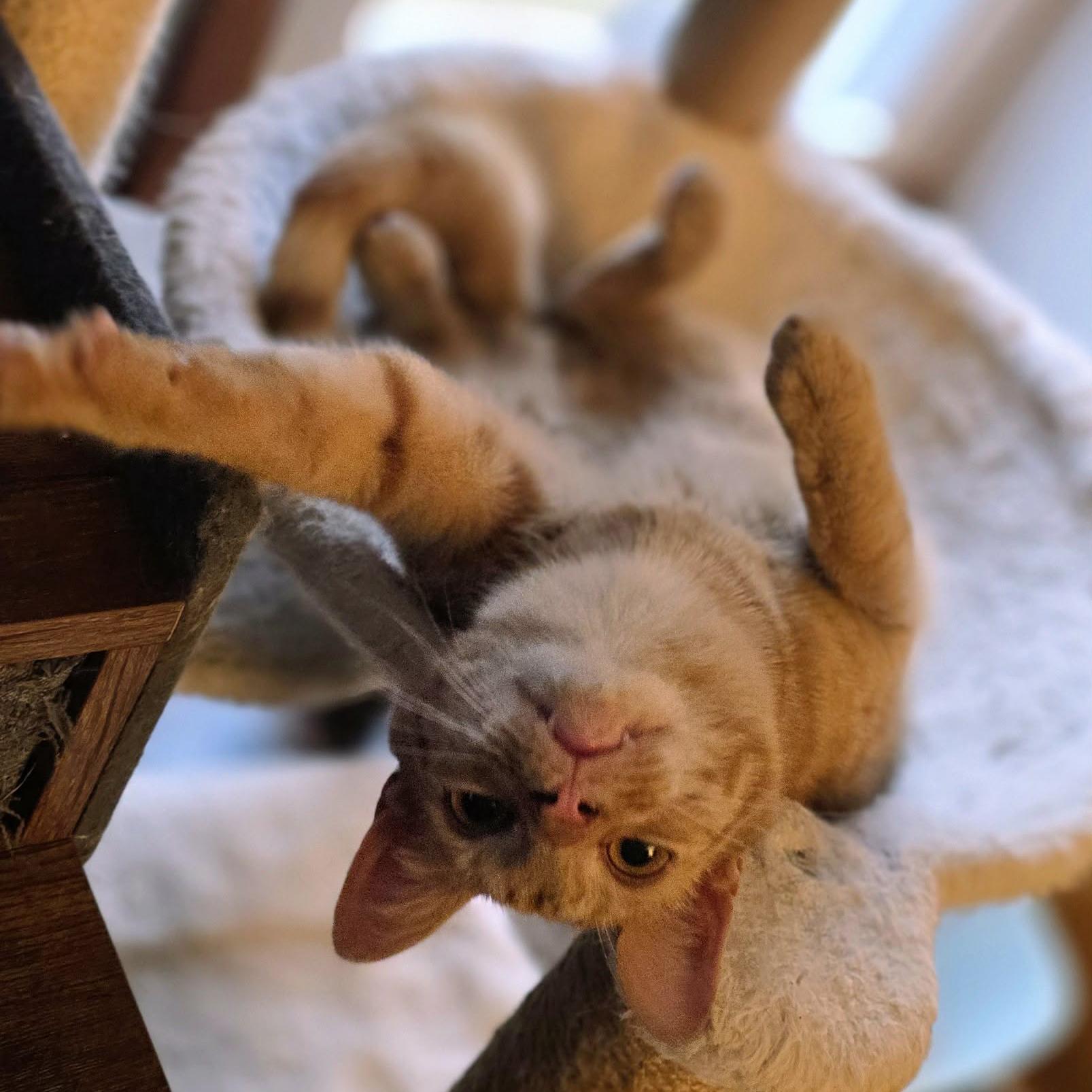 Enlarge Xavier, a Adoptable mixed breed in Harrisburg, PA image 5/6