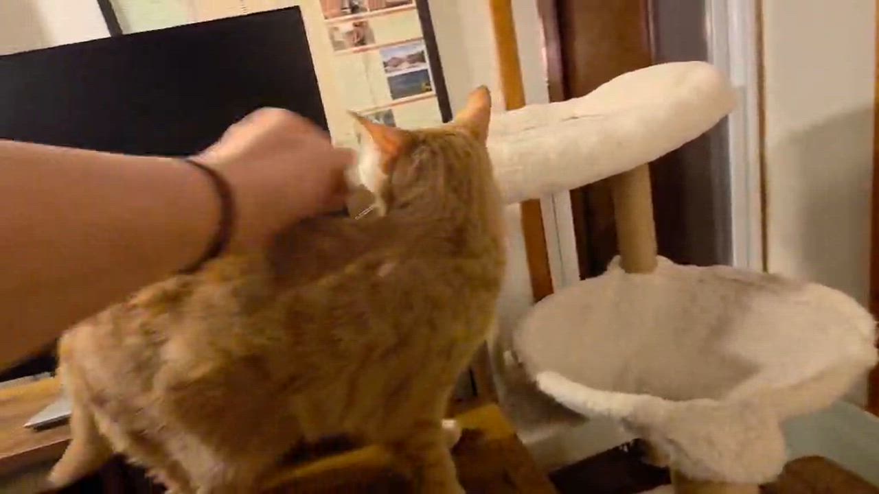 Enlarge Xavier, a Adoptable mixed breed in Harrisburg, PA video 4/6