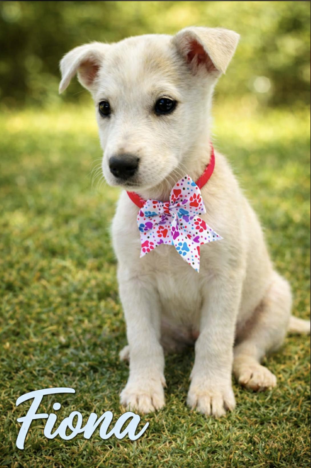 Princess Fiona, a Adoptable mixed breed in Fredericksburg, VA image 2/4