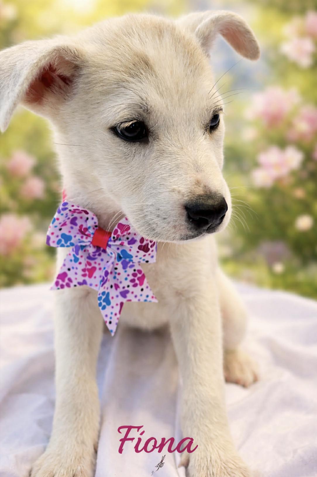 Princess Fiona, a Adoptable mixed breed in Fredericksburg, VA image 3/4