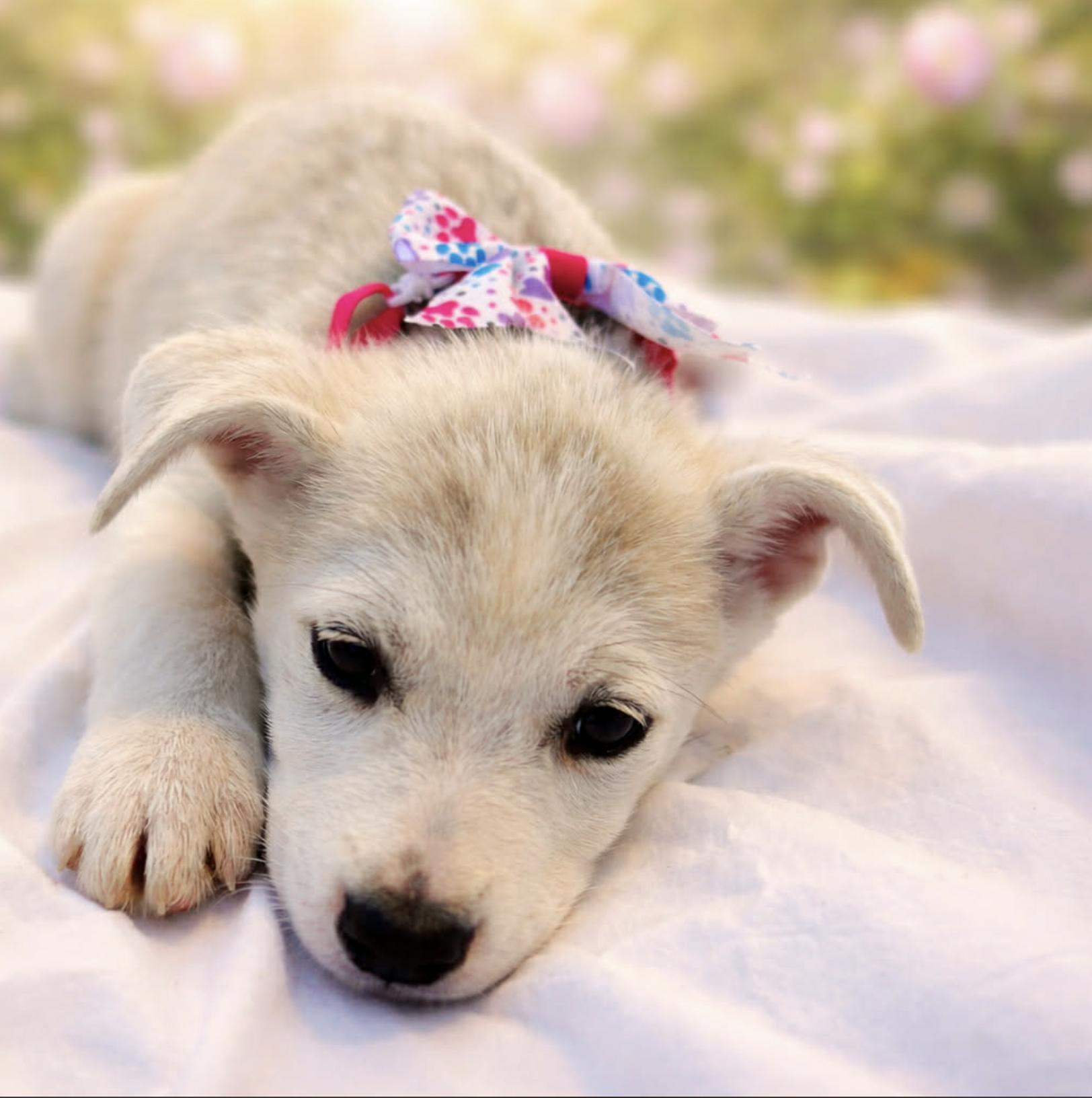 Princess Fiona, a Adoptable mixed breed in Fredericksburg, VA image 1/4