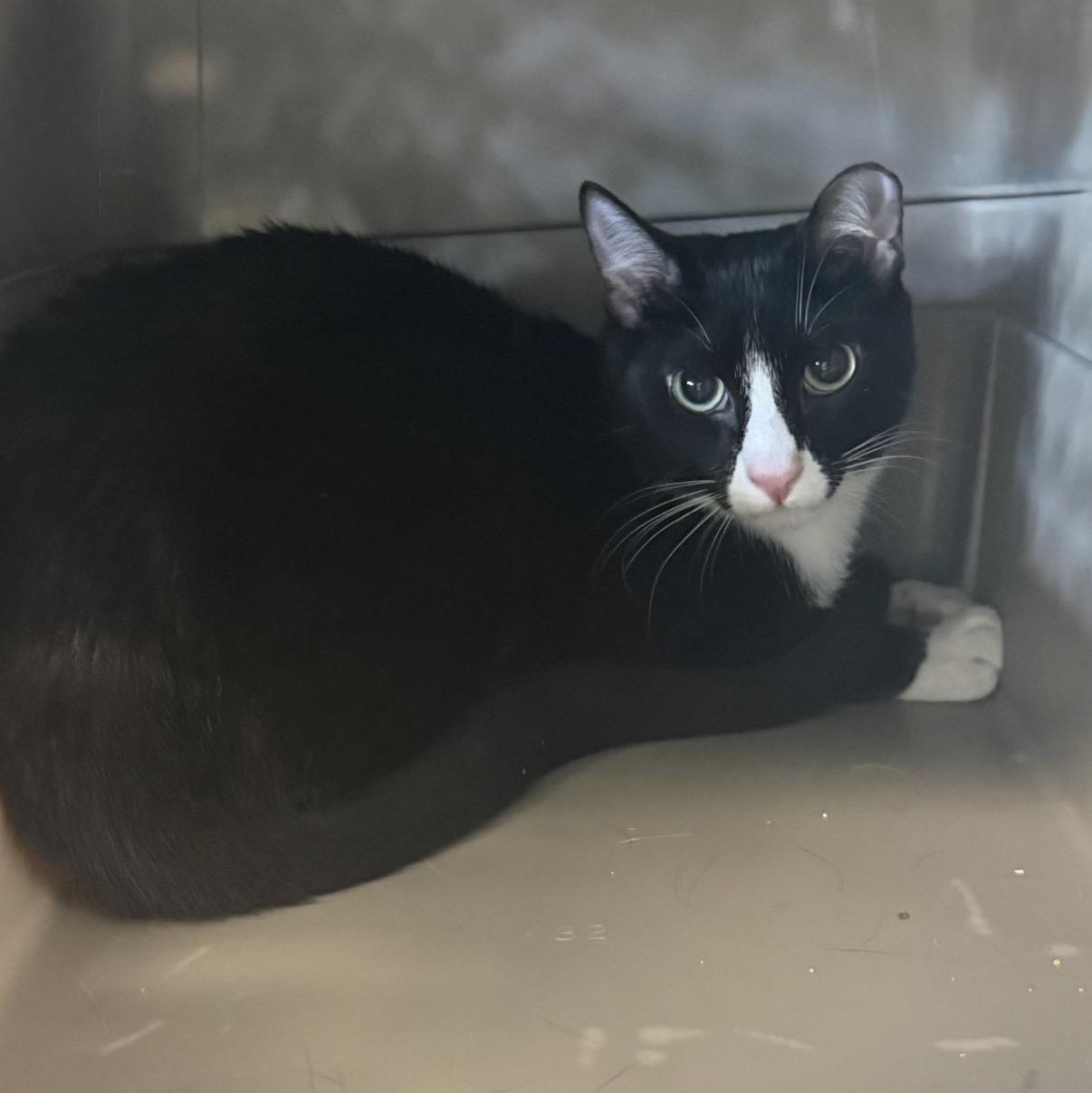 Slinky, adoptable, Kitten Male Domestic Short Hair.