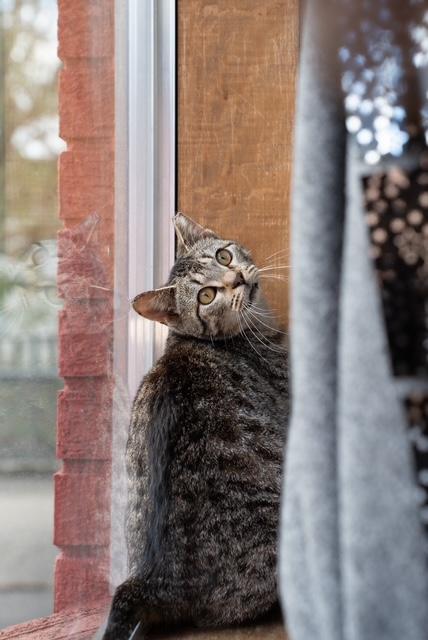 Stan, a Adoptable Domestic Short Hair in Lafayette, LA image 4/5