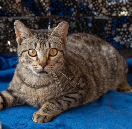 Stan, a Adoptable Domestic Short Hair in Lafayette, LA image 1/5
