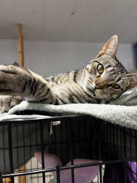 Stan, a Adoptable Domestic Short Hair in Lafayette, LA image 3/5
