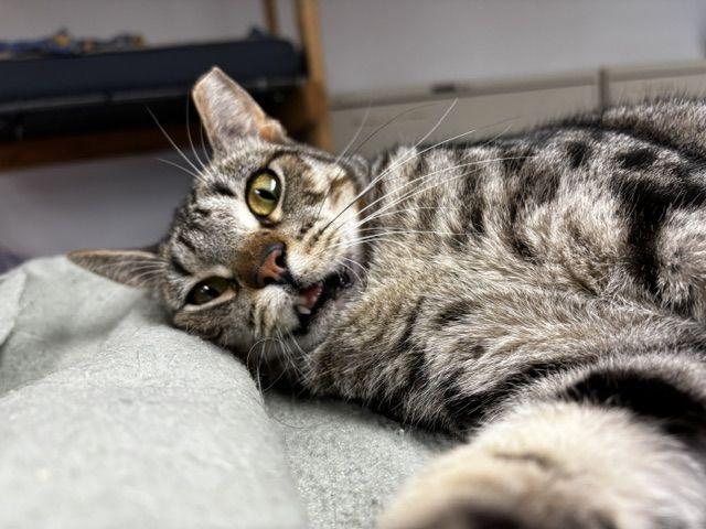 Stan, a Adoptable Domestic Short Hair in Lafayette, LA image 2/5