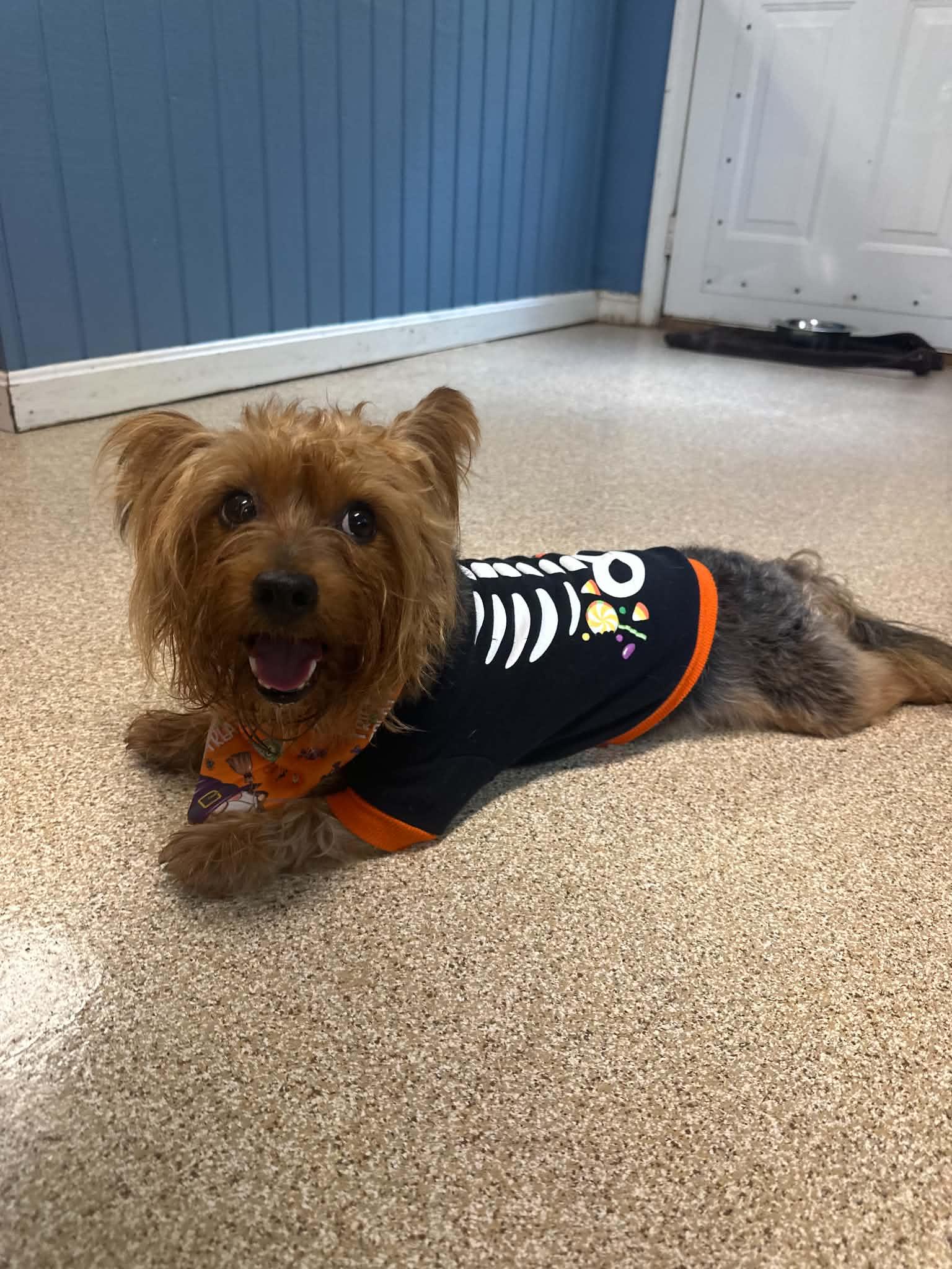 Otto, Adopted, Adult Male Yorkshire Terrier.