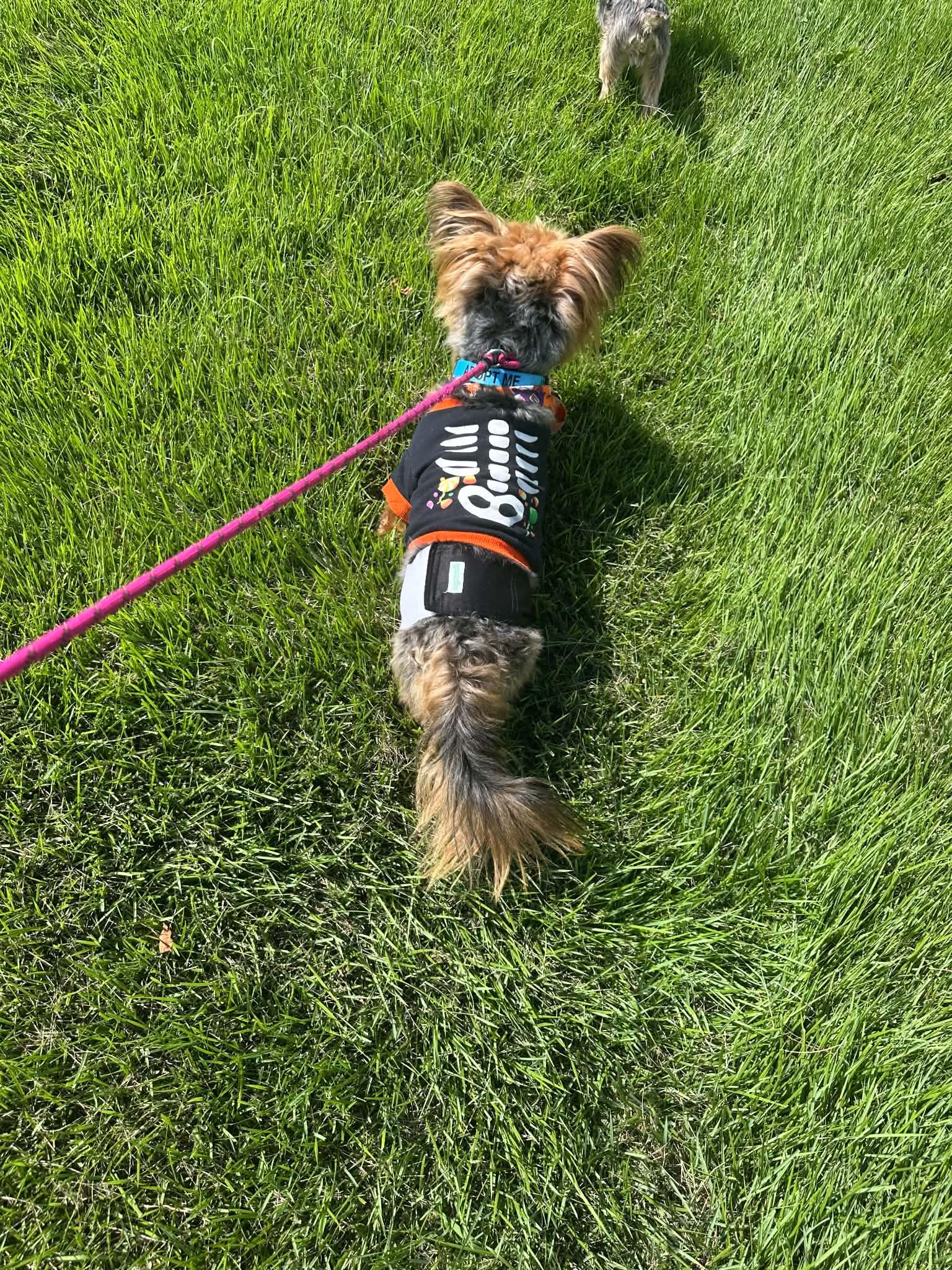 Enlarge Otto, a Adopted Yorkshire Terrier in Sunderland, MD image 2/2